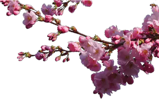 Sakura Cherry Blossom Branch Png Cherry Blossom Branch Png