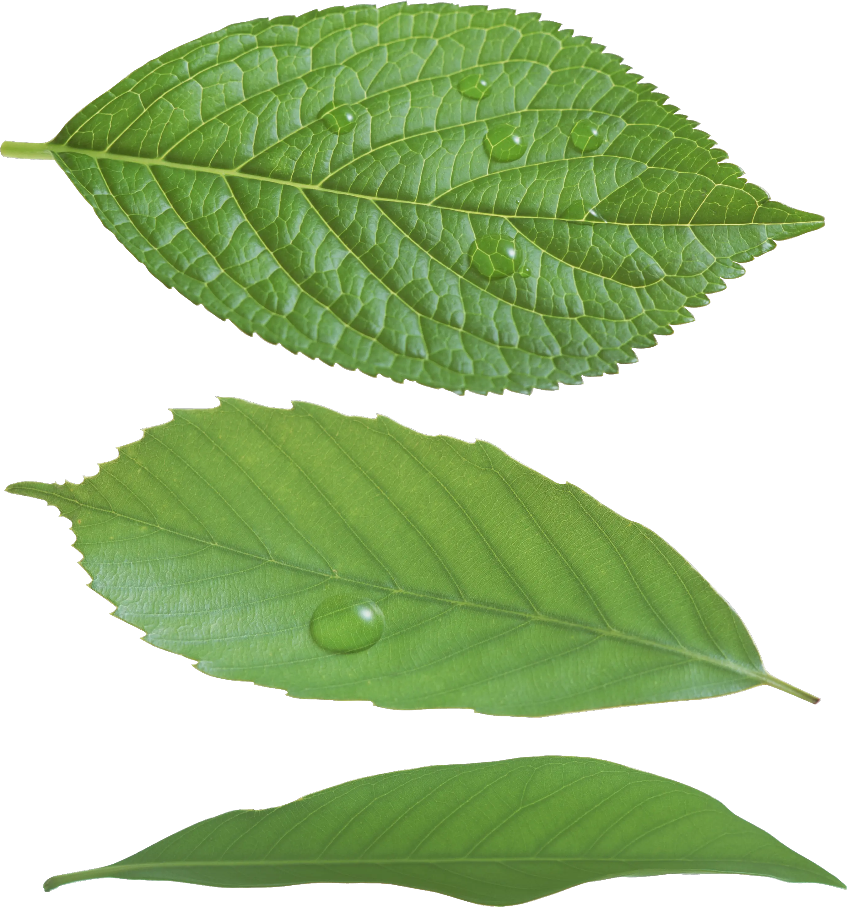 Green Leaf Png Real Green Leaf Png Leaf Png Transparent png