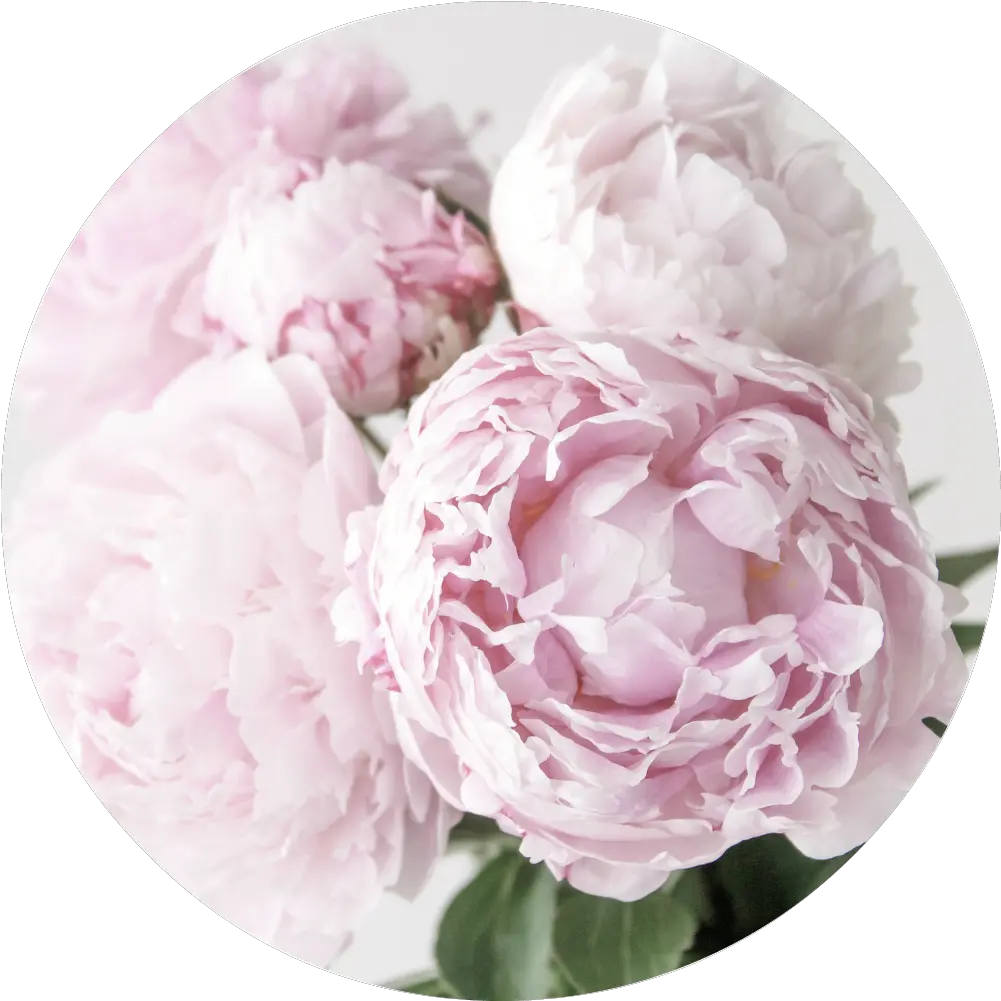 Peonies Garden Roses Png Peony Transparent