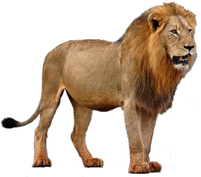 Lion Png Images Free Download Lions Lion With Mane Standing Lion Roar Png