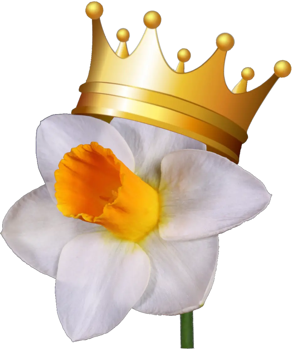 Greater St Louis Daffodil Society Show Wild Daffodil Png Daffodil Png