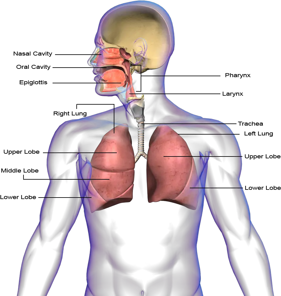 Lungs Clipart Respiratory System Human Respiratory System Png Lung Png