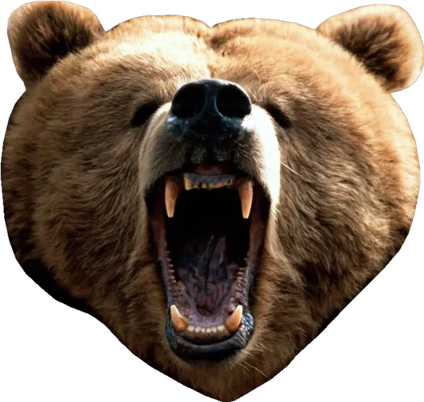 Bear Head Png Picture Brown Bear Head Png Bear Head Png