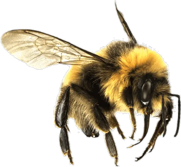 Bee Large Transparent Png Bees Transparent Png Bee Transparent Background