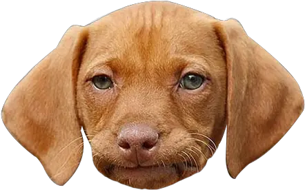 Funny Png Images Transparent Dog Face Png Cute Dog Png