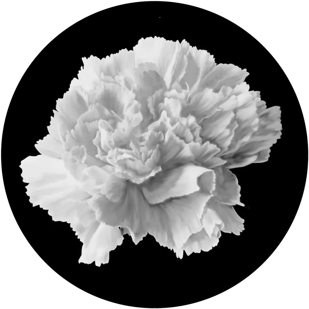 Apollo Carnation Sr1015 Still Life Photography Png Carnation Png