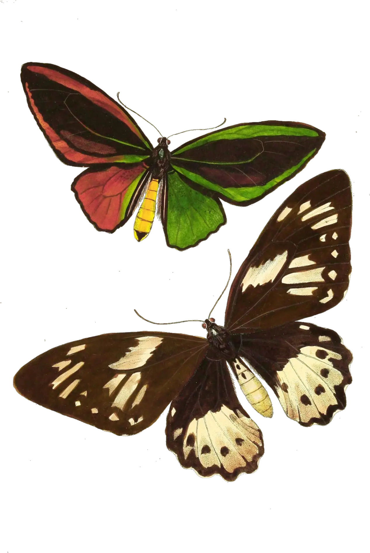 Butterfly Moth Vintage Art Free Stock Butterflies Png Moth Transparent Background