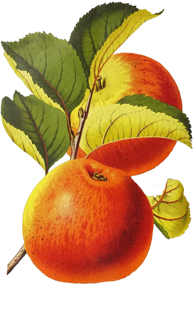 Digital Scrapbooking Flowers Fruit Png Apples Transparent Background