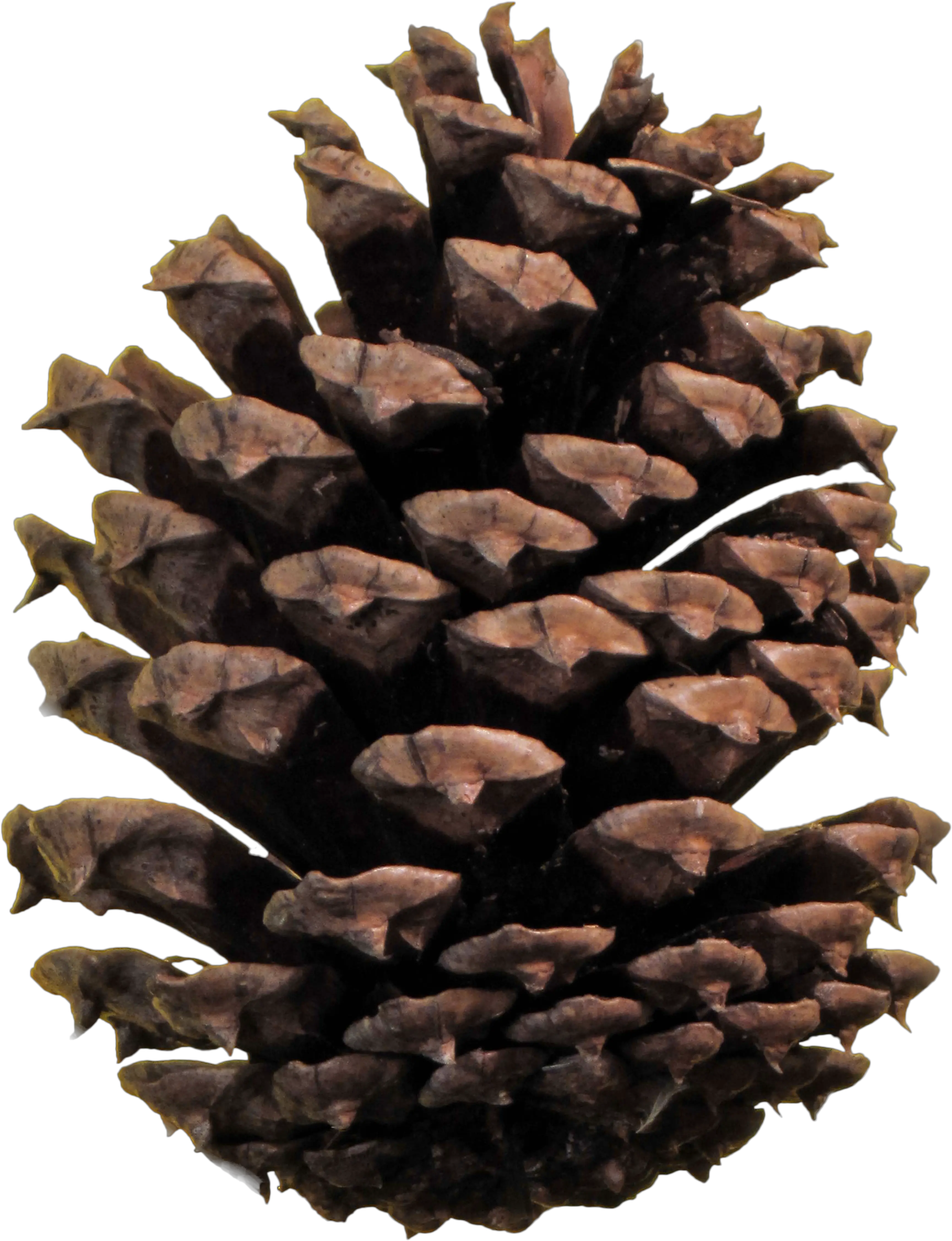 Christmas Pine Cone Png Pinecone Png Cone Png
