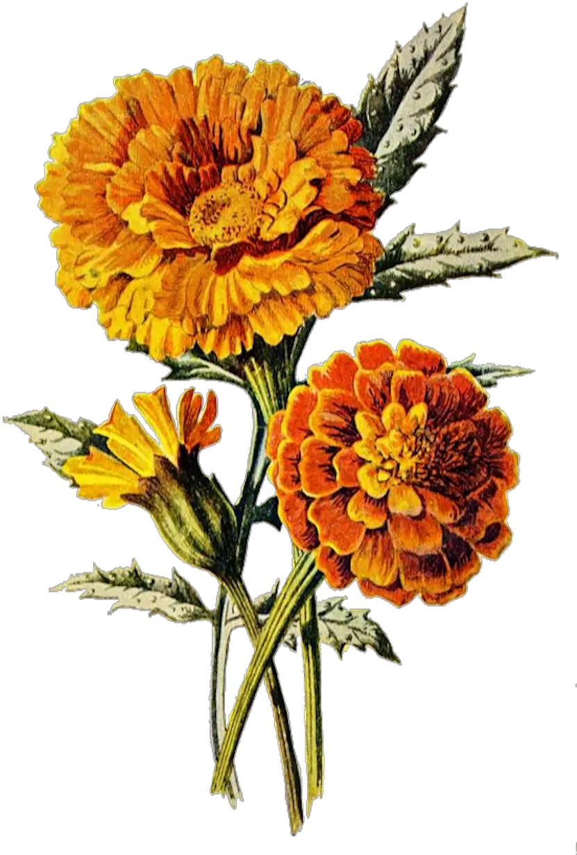 Marigold Flower Floral Png