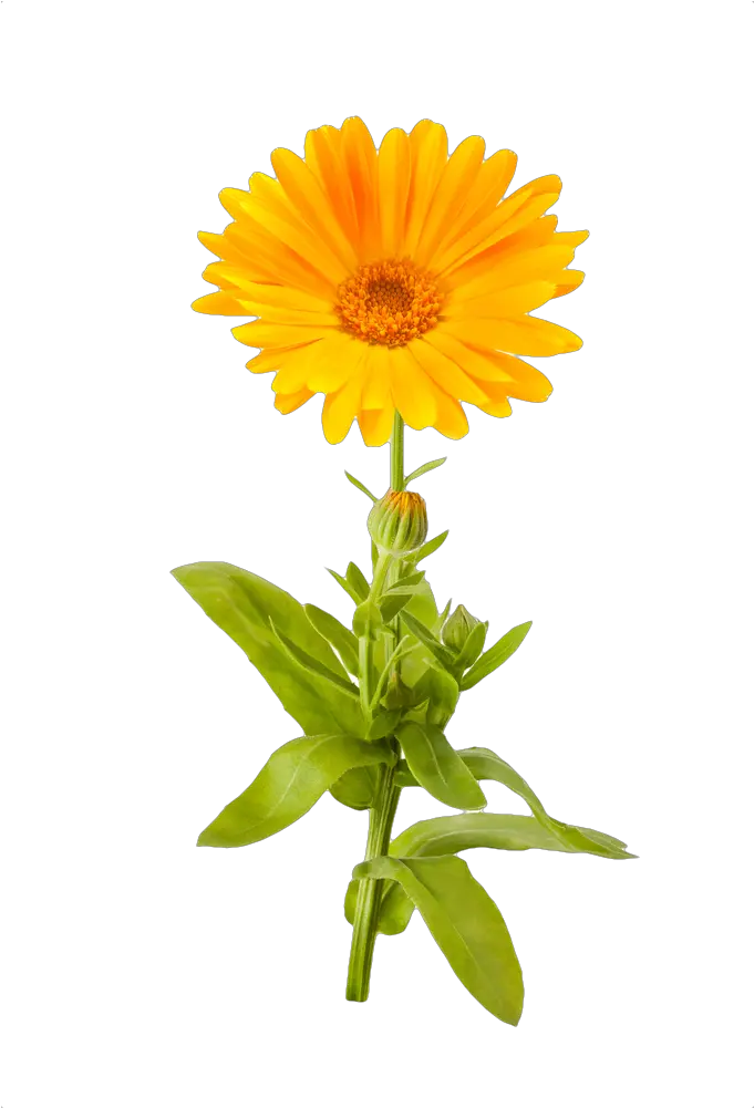 Marigold Png Transparent Cartoon Transparent Background Marigold Png Marigold Png