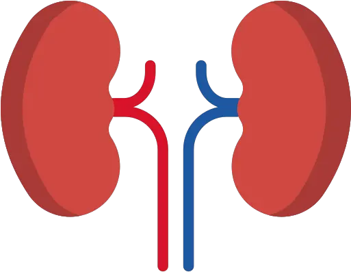 Kidney Kidney Gif Png Rim Png