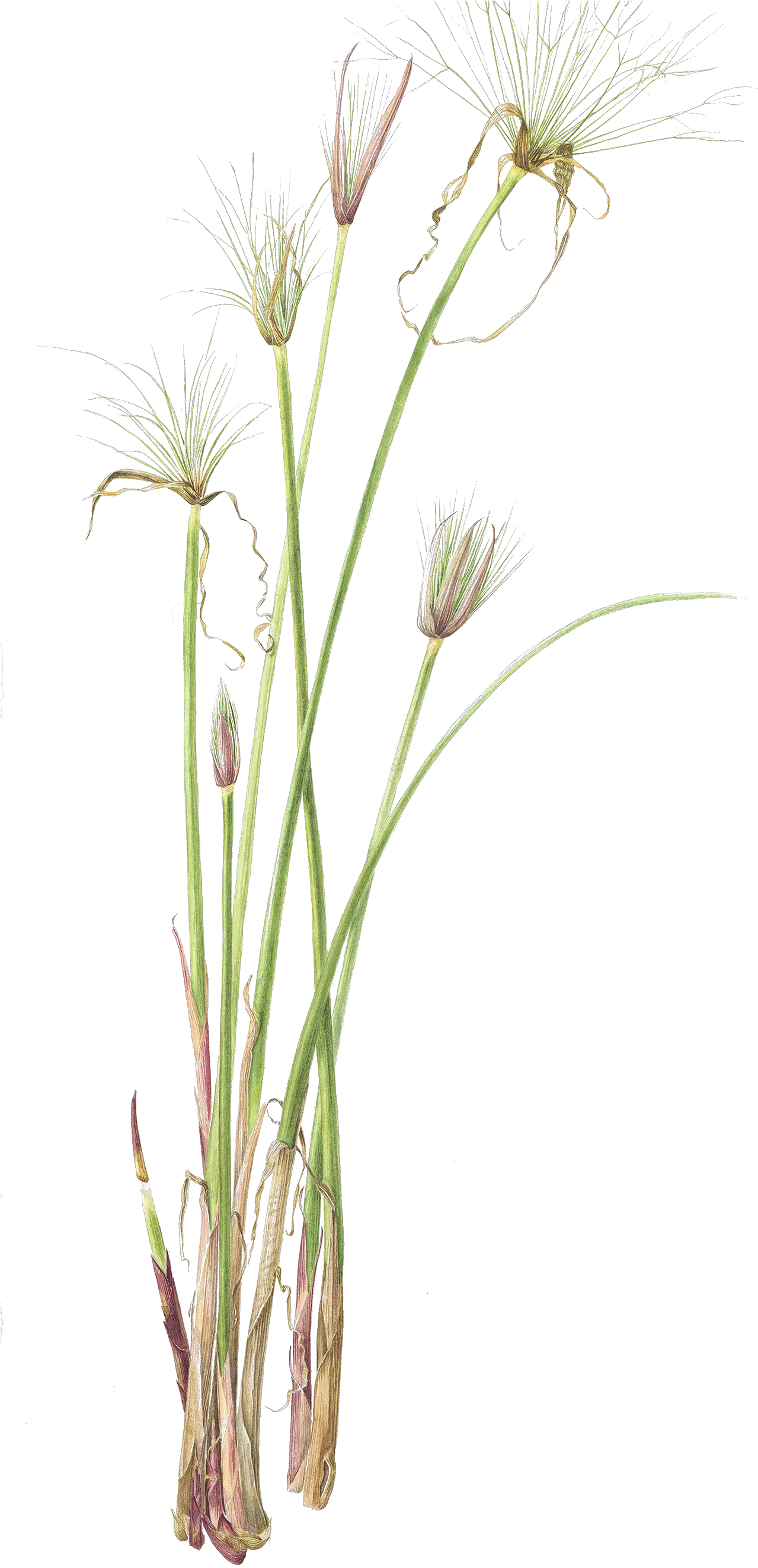 Petru Sally Papyrus Uc Botanical Garden Hierochloe Png Papyrus Png