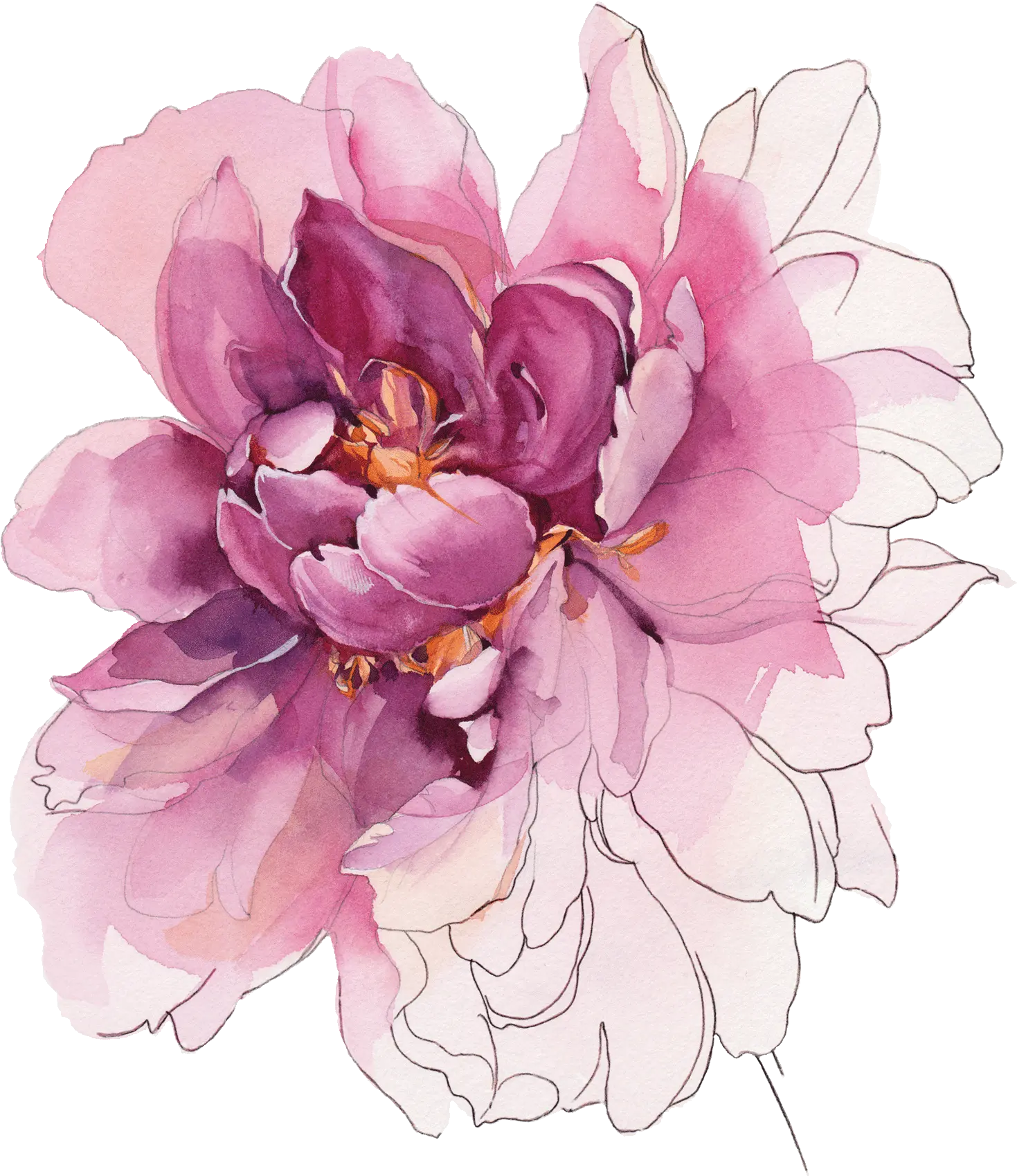 Temporary Tattoos Buy Watercolor Peony Color Png Peony Transparent