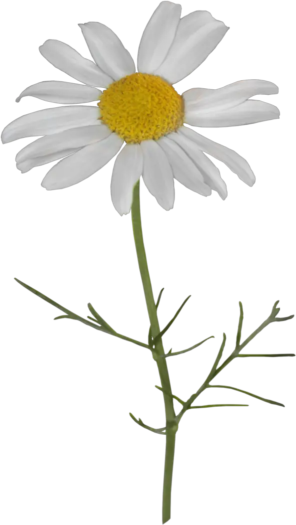 Chamomile Oxeye Daisy Camomile Png Transparent Daisy