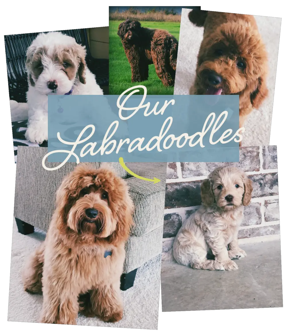 Lake Keowee Labradoodles Labradoodle Png Dogs Png