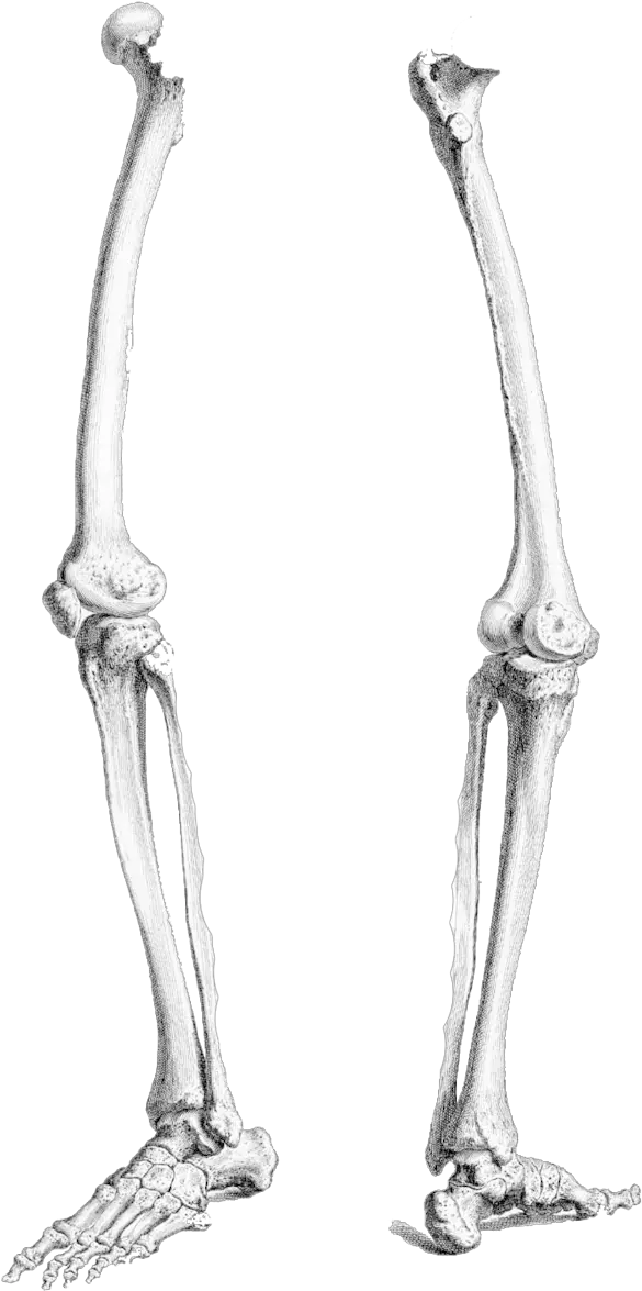 Leg Bone Png Image Skeleton Leg Bones Drawing Bone Png