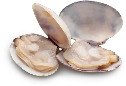 Clams Png Clipart Cloïssa Clam Png