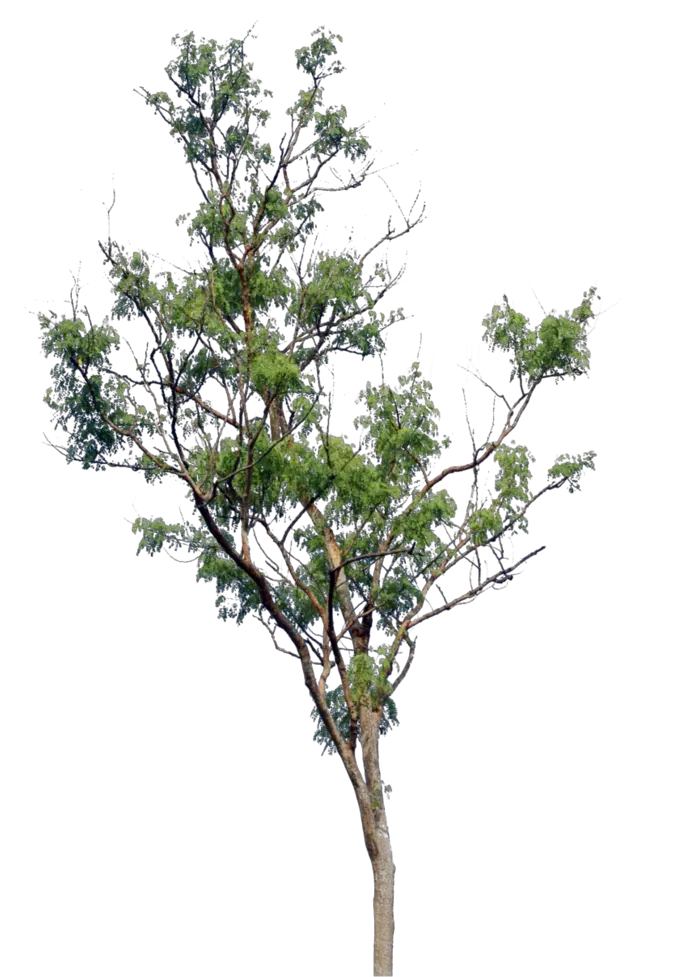 Tree Png Images Trees Nature Small Tree Png Free Tree Cutout Png png