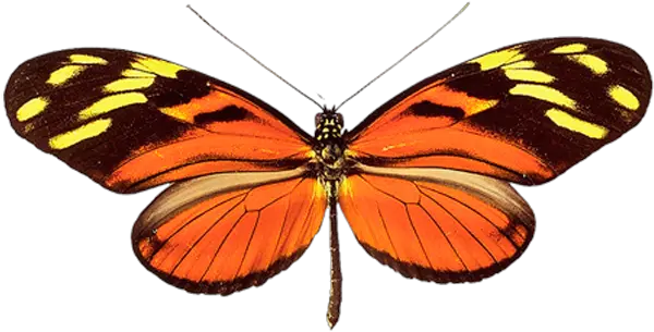 Butterfly Png Image Butterflies Butterfly Png Images