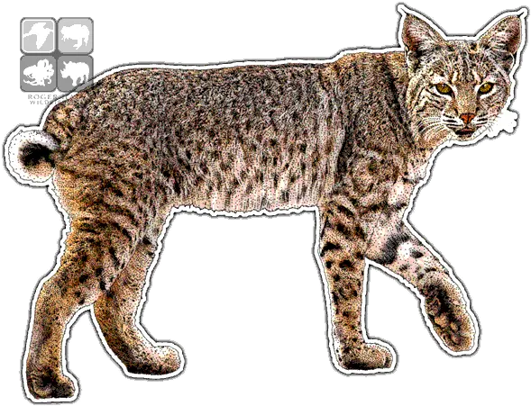 Bobcat Decal Bobcat Pen And Ink Drawing Png Bobcat Png