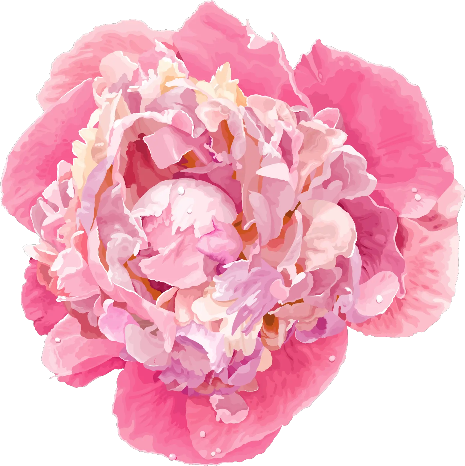 Download Peony Flower Vector Hd Png Uokplrs Transparent Peony Flower Png Peony Transparent