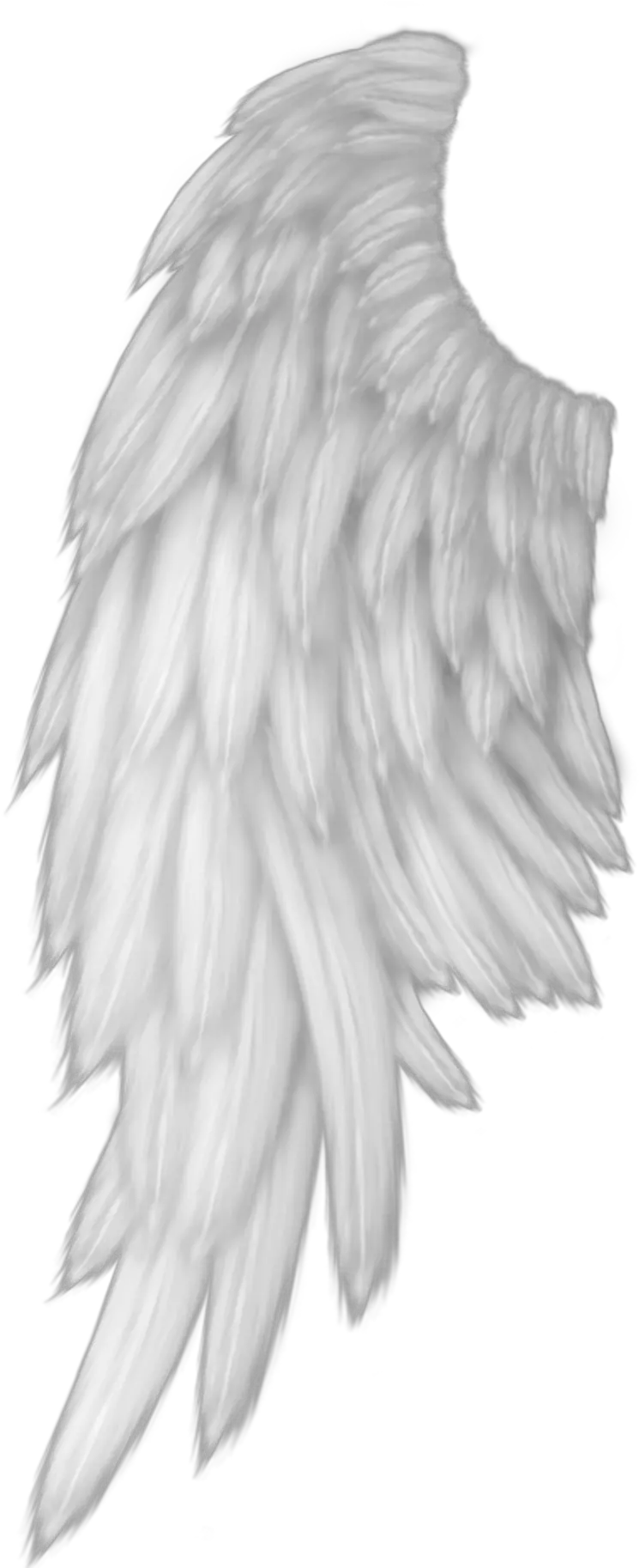 Ali Angelo Png 6 Image Realistic Black Angel Wings Png Ali A Png