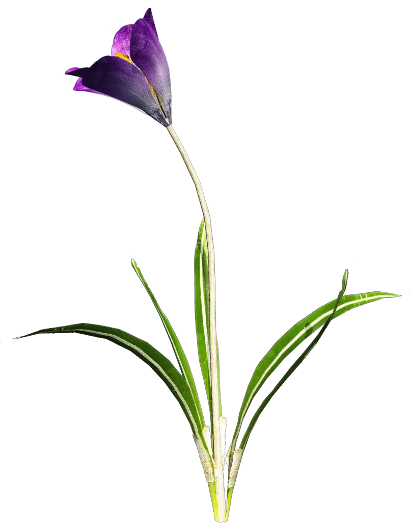 Crocus Png Transparent Images Flower With Stem Png Transparent Purple Flower Transparent Background