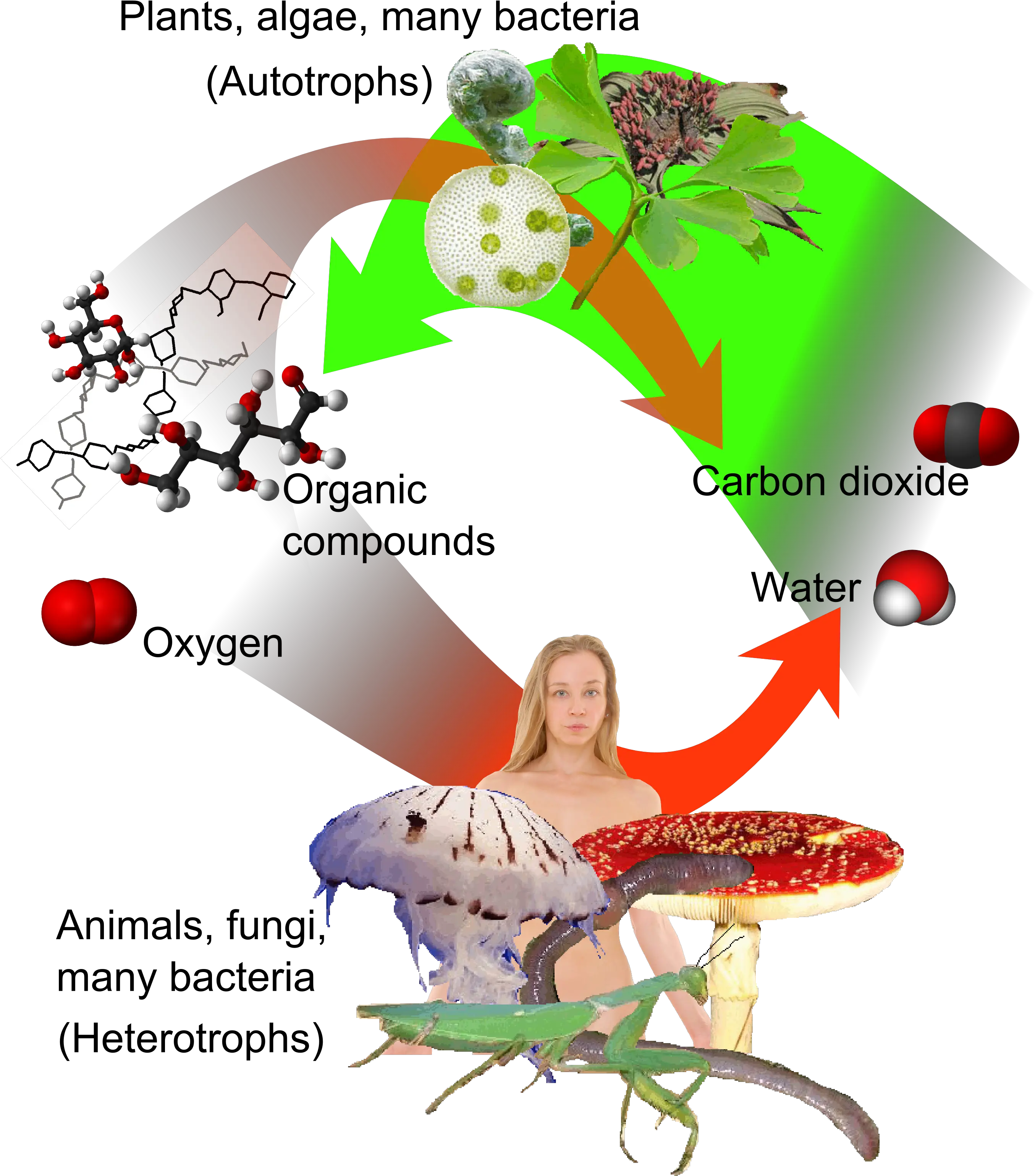 Fileauto And Heterotrophspng Wikimedia Commons Autotrophs Meaning Auto Png