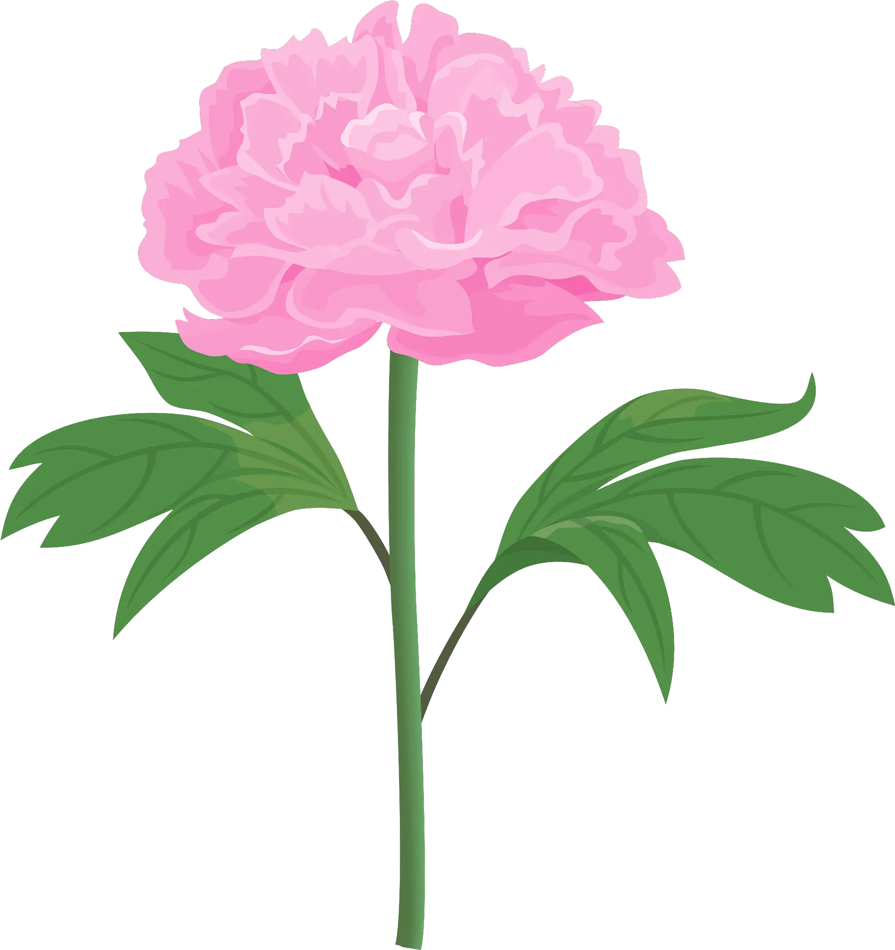 Peony Flower Clipart Pink Peonies Flowers Clipart Png Peony Transparent