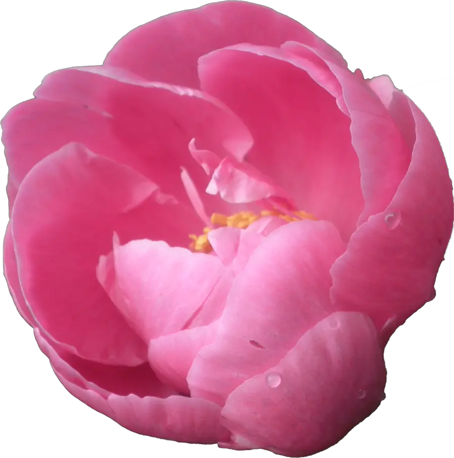 Transparent Background Hq Png Image Peony Clipart Transparent Background Peonies Png