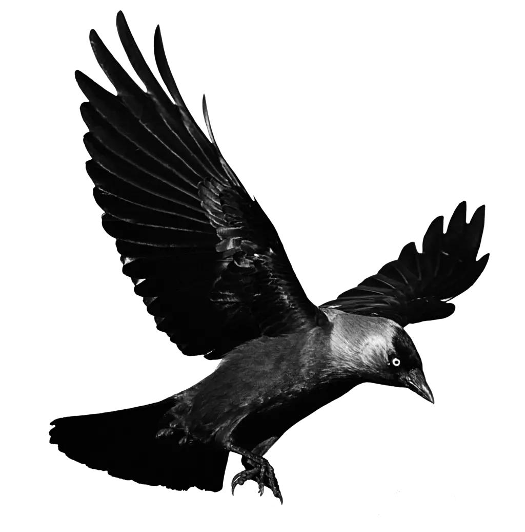 Crow Png Free Download Transparent Background Crow Png Crow Png