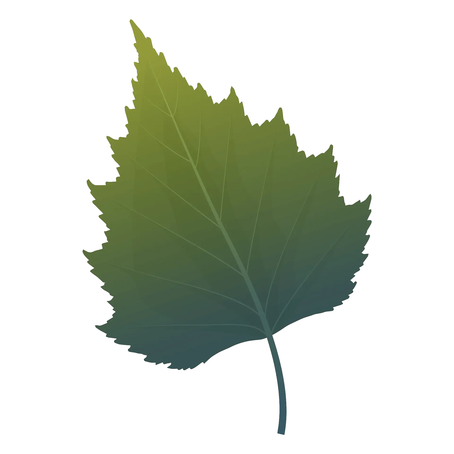 Silver Birch Green Leaf Clipart Birch Leaf Clipart Png Leaf Clipart Transparent png