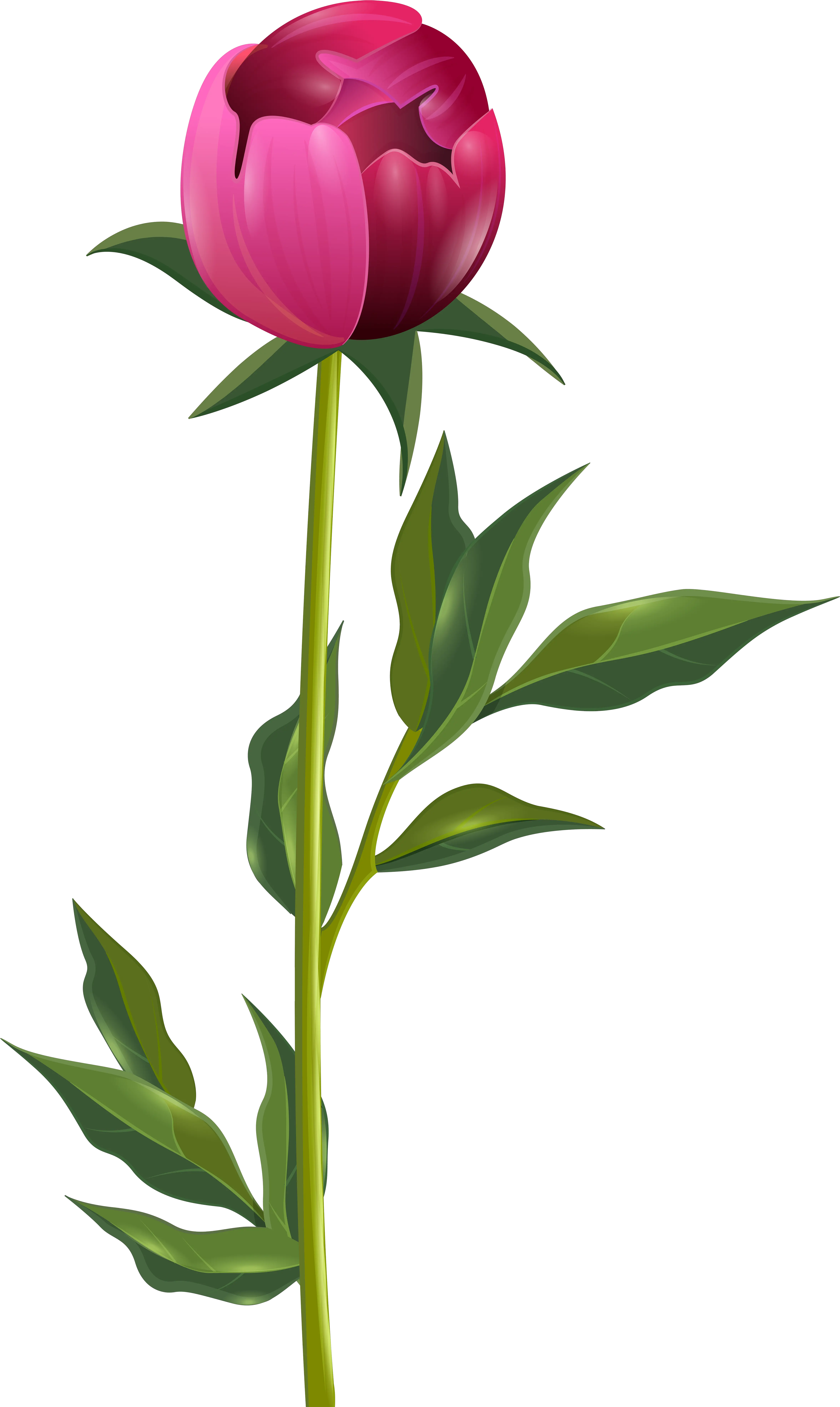 Download Peony Clipart Transparent Peonies Transparent With Stem Png Peony Transparent