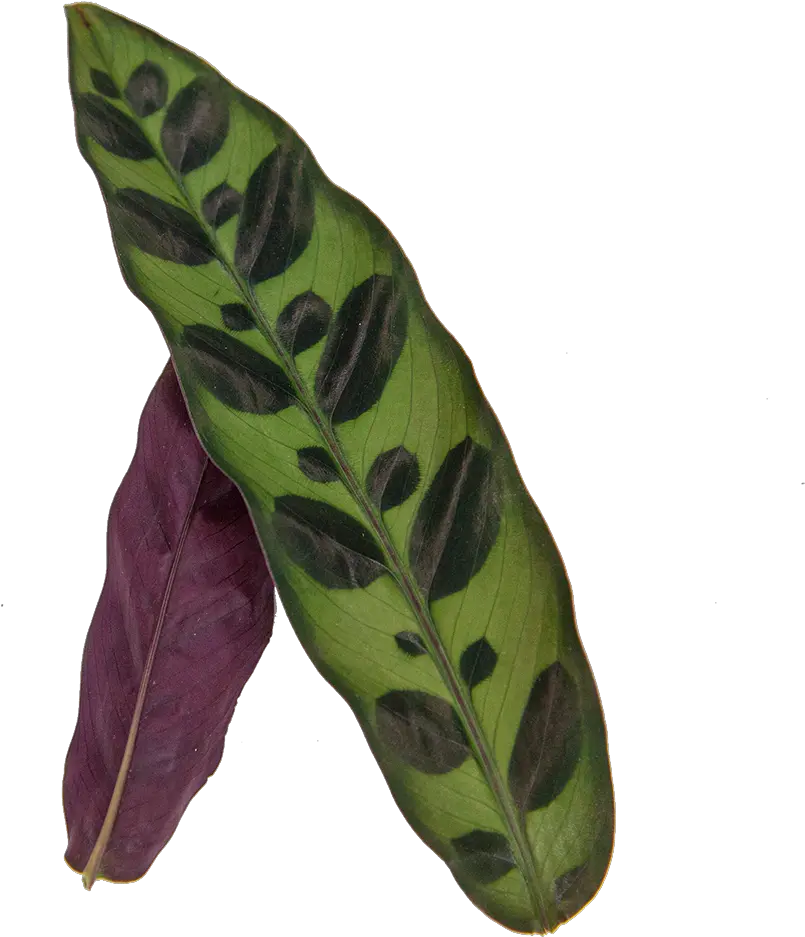 Buy Calathea Rattlesnake Direct From The Greenhouse Anthurium Png Rattlesnake Png