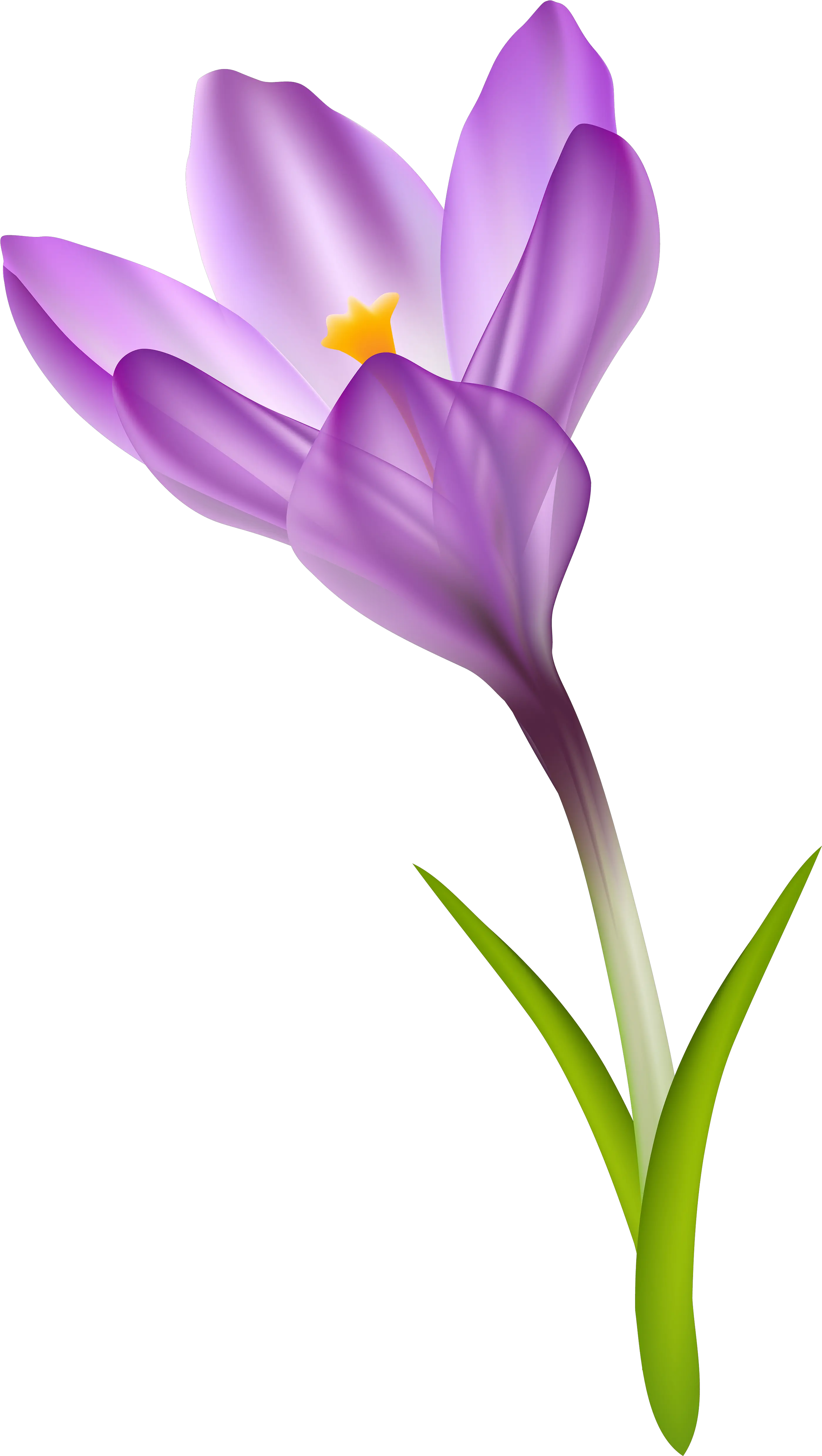 Free Crocus Cliparts Download Clip Art Crocus Clipart Png Violets Png
