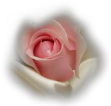 Index Of Userstbalzeflowerrosespng Transparent Pink Rose Bud Pink Roses Png