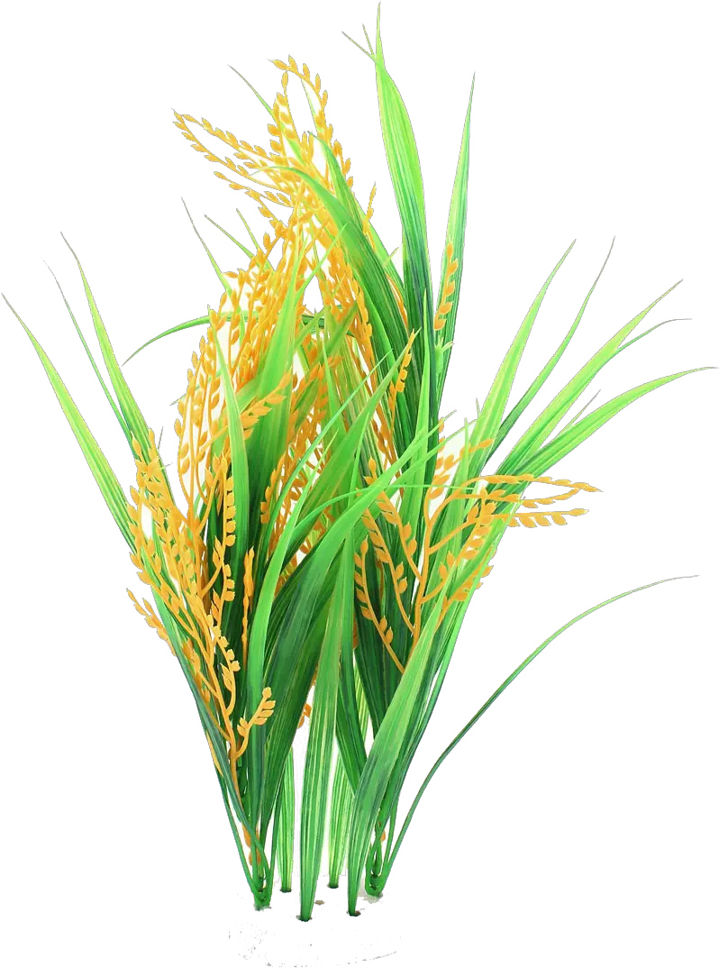 Rice Crop Clipart Png Clipart Rice Plant Png Crops Png