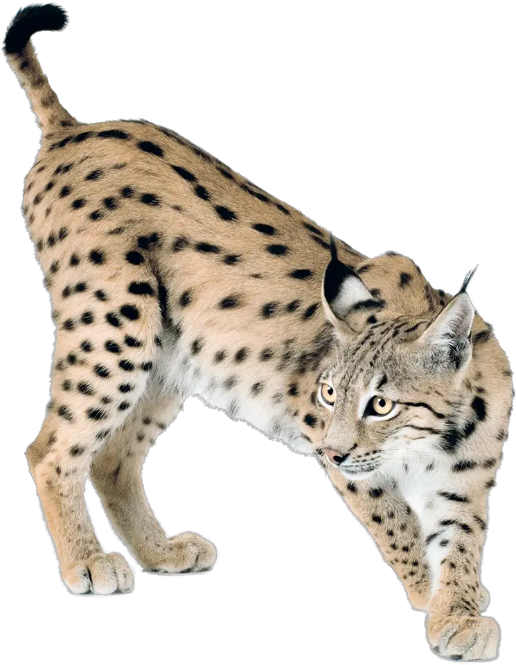 Lynx Png 2 Image Lynx Png Lynx Png