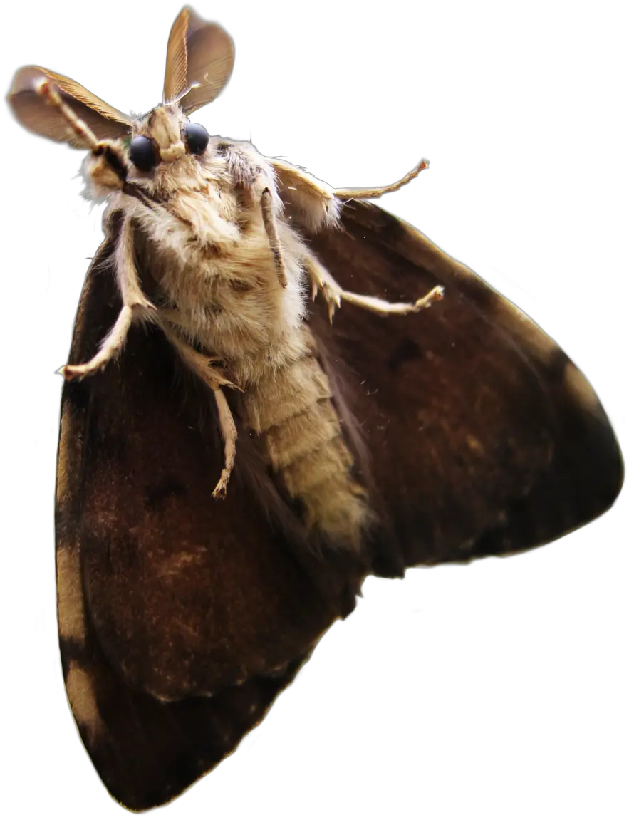 Moth Png Transparent Moth Transparent Png Moth Png