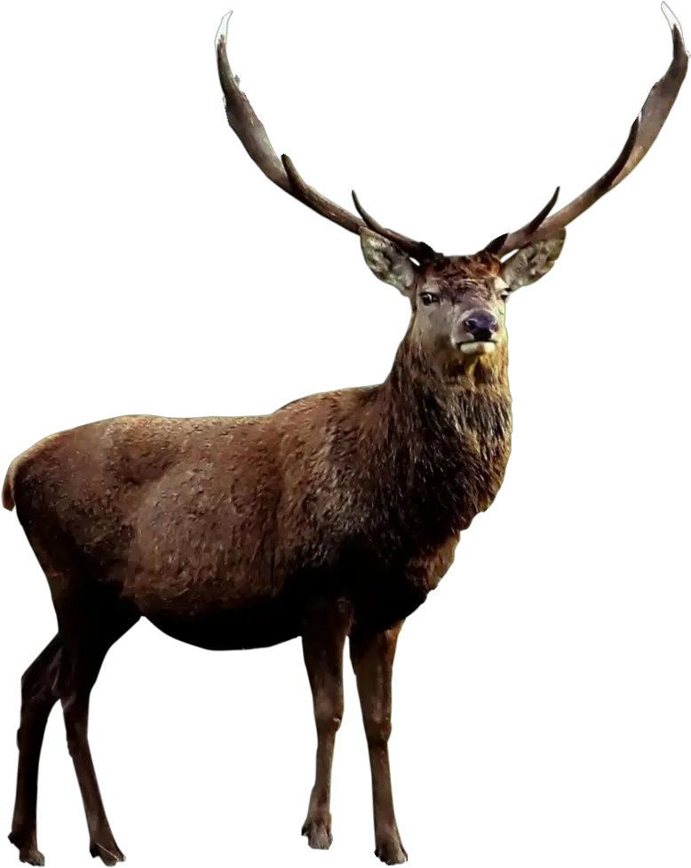 Moose Elk Png Elk Png Antlers Png
