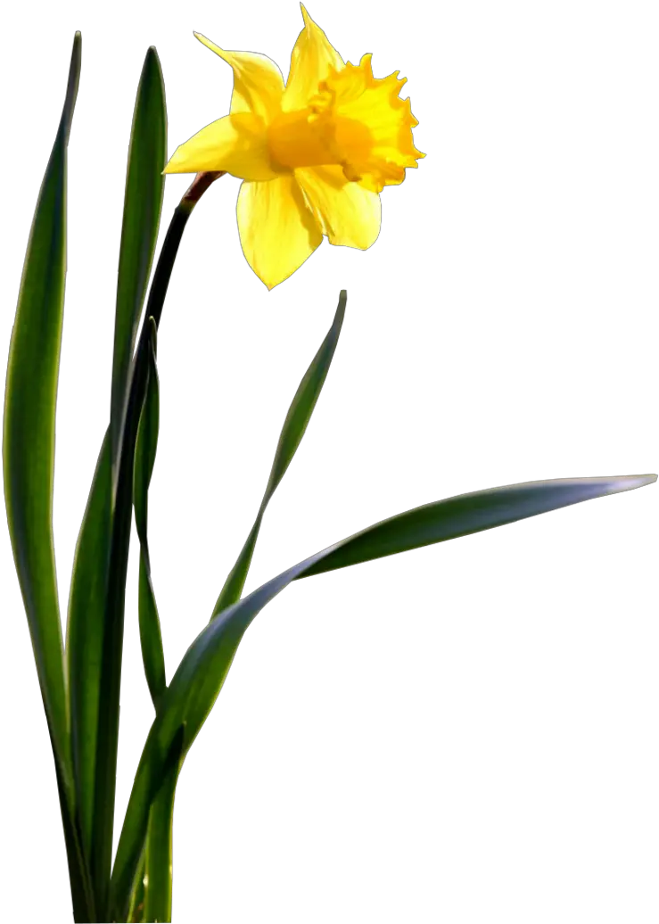 Download Single Daffodil Wallpaper Transparent Background Daffodil Png Daffodil Png