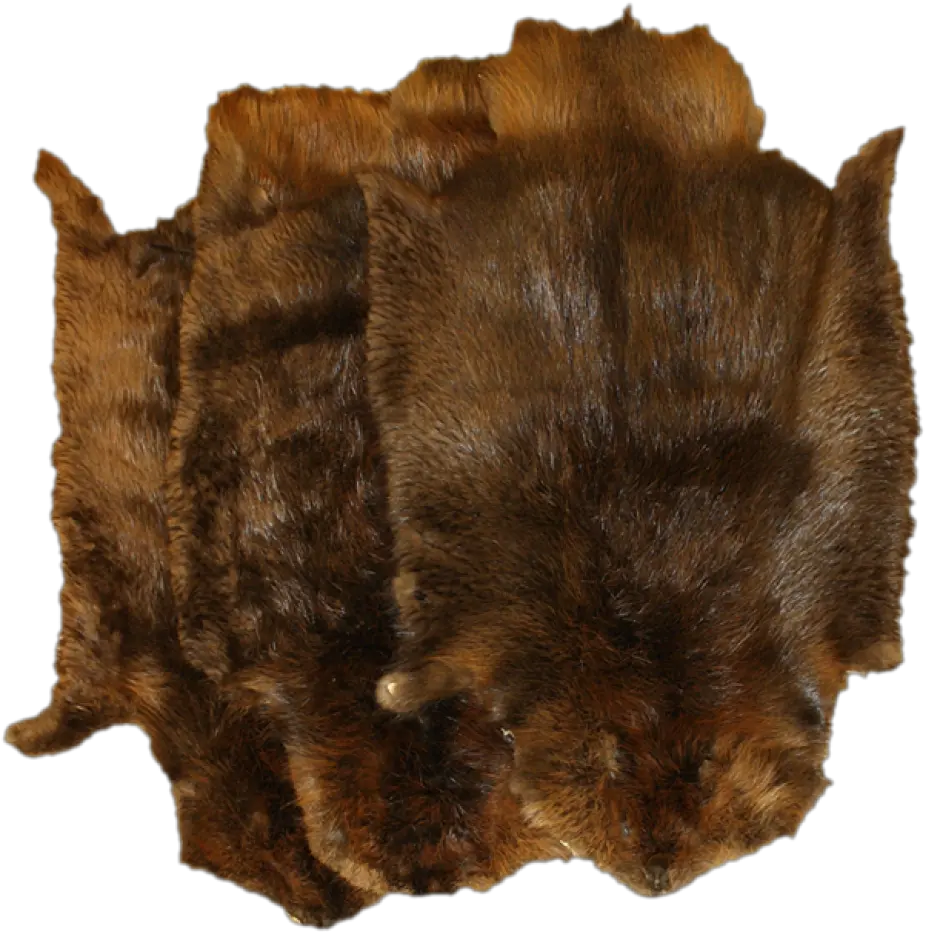 Glacier Wear Beaver Belt Png Fur Png