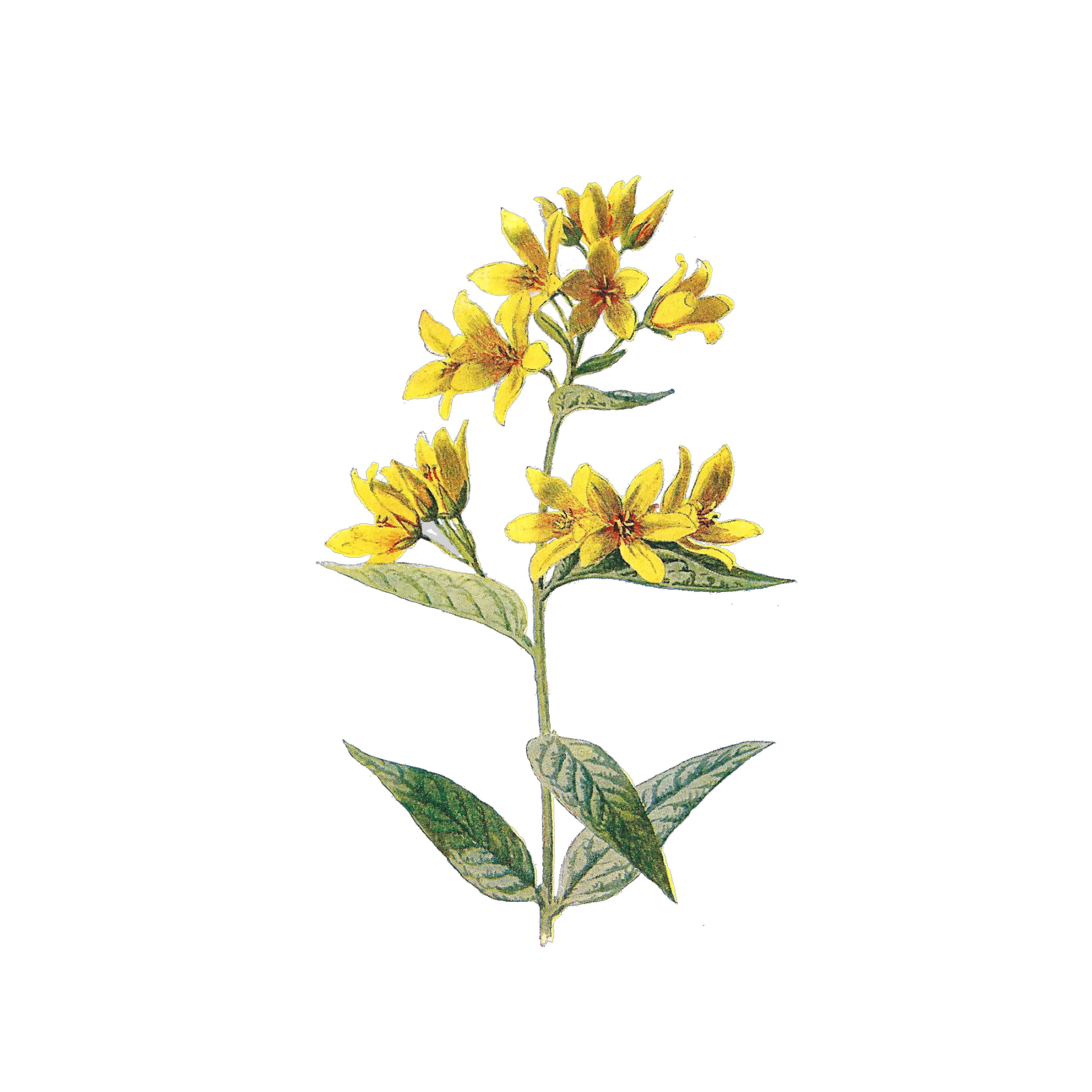 Flowers Png Tumblr Aesthetic Nichememes Tumblr Flowers Yellow Flower Aesthetic Transparent Flowers Png Tumblr png