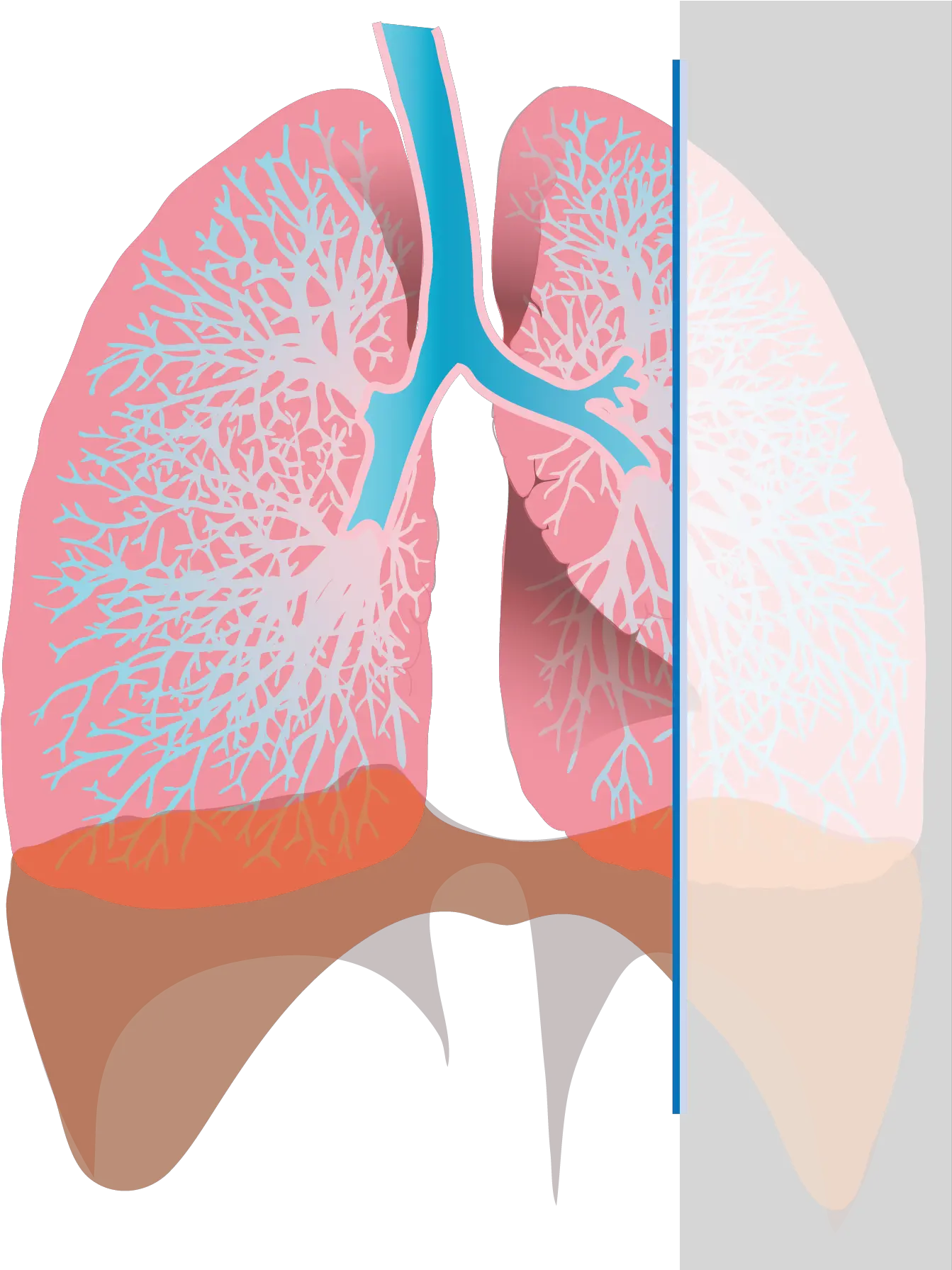 Exhaling Lungs Png Download Inhale Oxygen Transparent Diagram Of Inhalation Lungs Png
