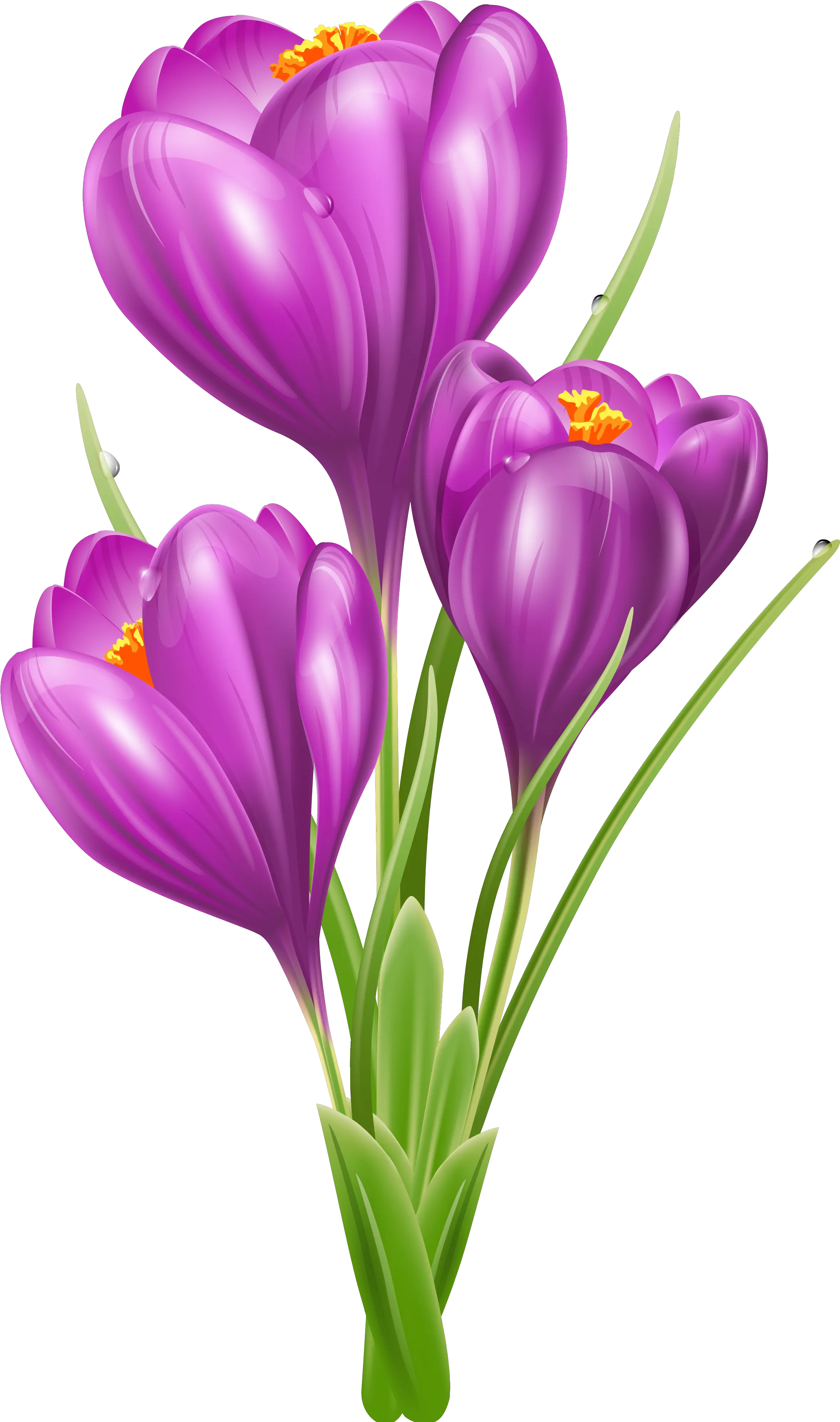 Free Crocus Cliparts Download Clip Art Crocus Clip Art Png Violets Png