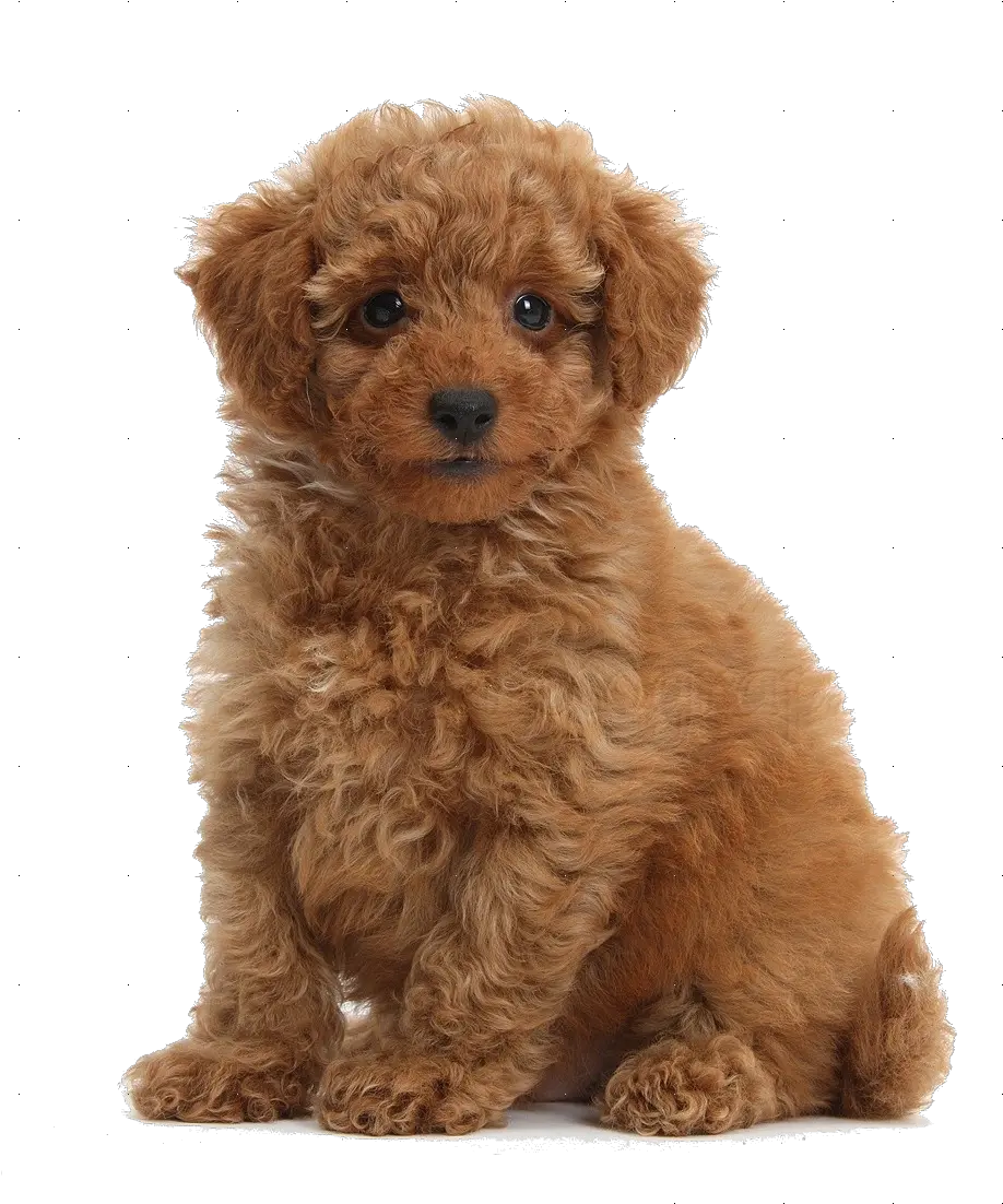 Download Free Png Hd Cute Toy Poodle Transparent Poodle Png