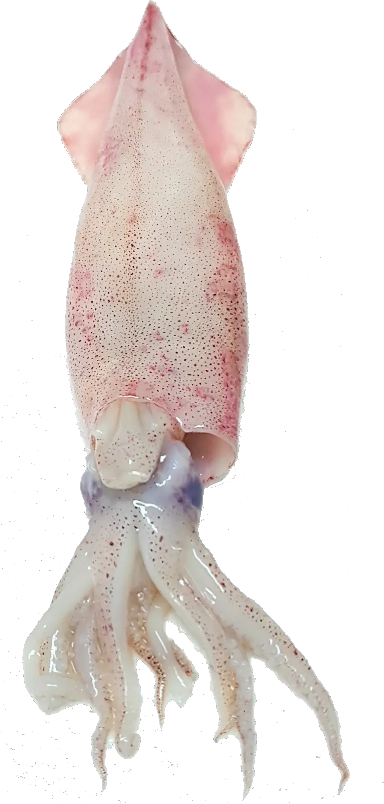 Squid Free Png Image Octopus Fish Squid Png