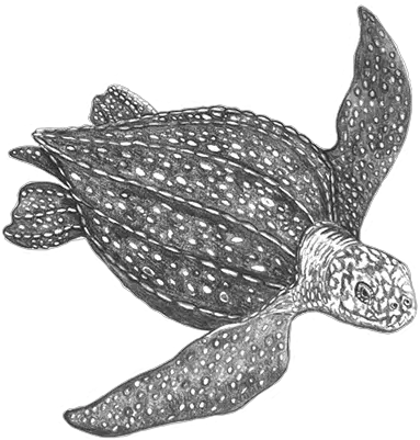 Leatherback Leatherback Sea Turtle Black And White Png Sea Turtle Png