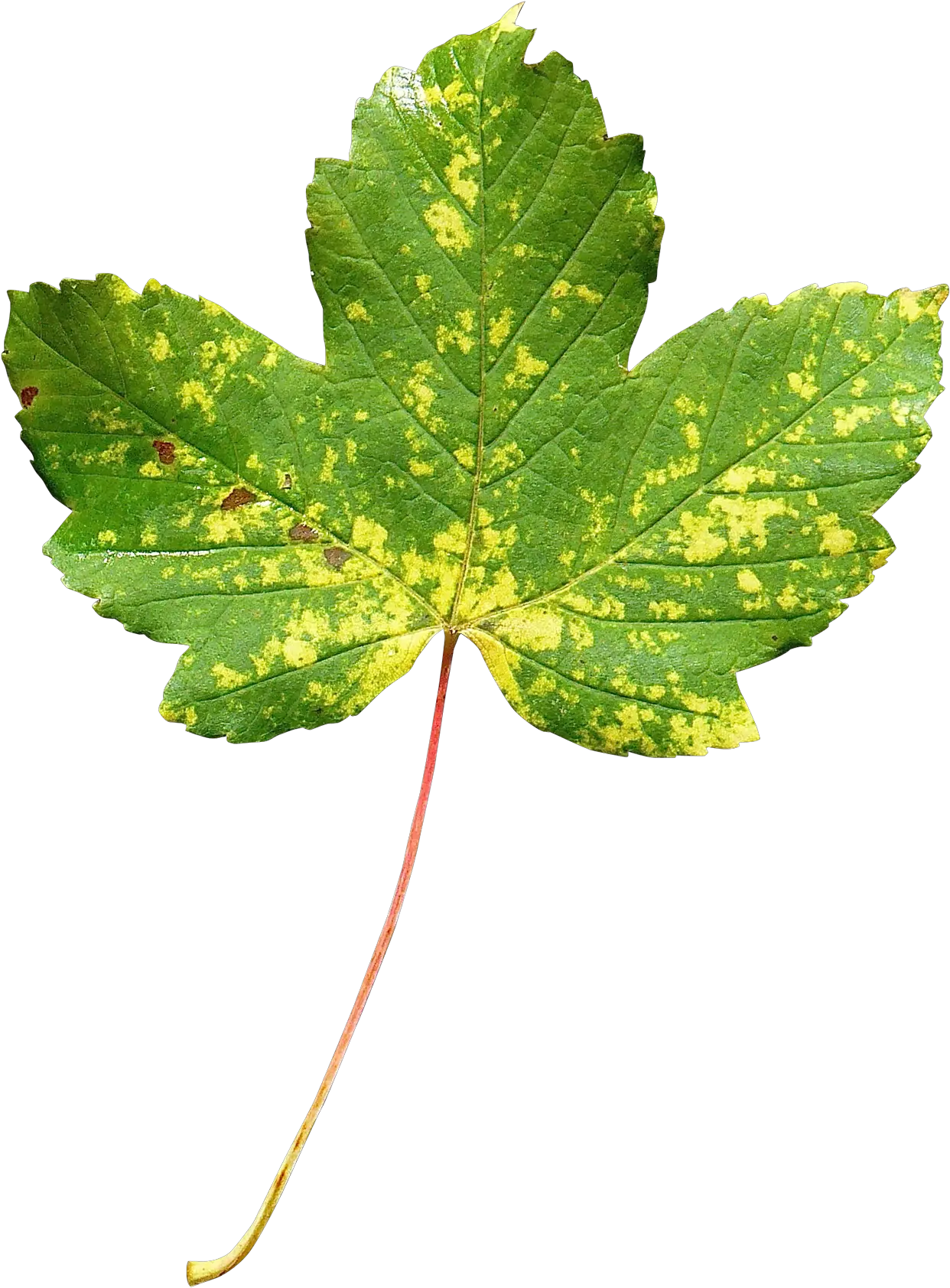 Maple Leaf Png Transparent Image Transparent Leaf Png Canada Maple Leaf Png